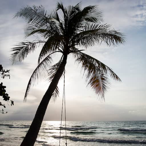 swing on a tropical beach 2026 01 08 05 51 47 utc 1