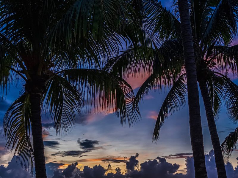 colorful-sunset-sky-framed-by-palm-trees-2026-03-13-01-51-27-utc (1)
