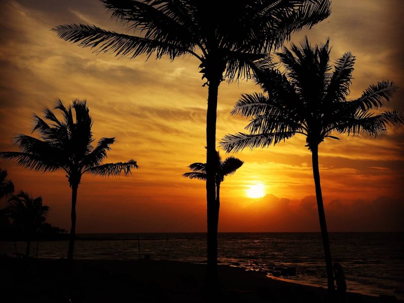 palm-trees-in-silhouette-on-a-caribbean-beach-in-m-2026-03-09-03-24-11-utc (1)
