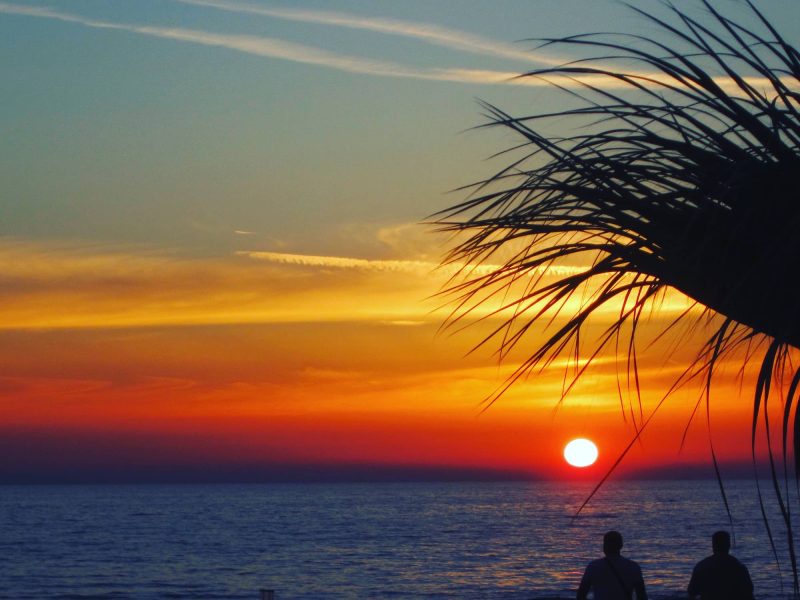 stunning-ocean-sunset-with-tropical-palm-silhouett-2026-03-17-00-26-39-utc (1)